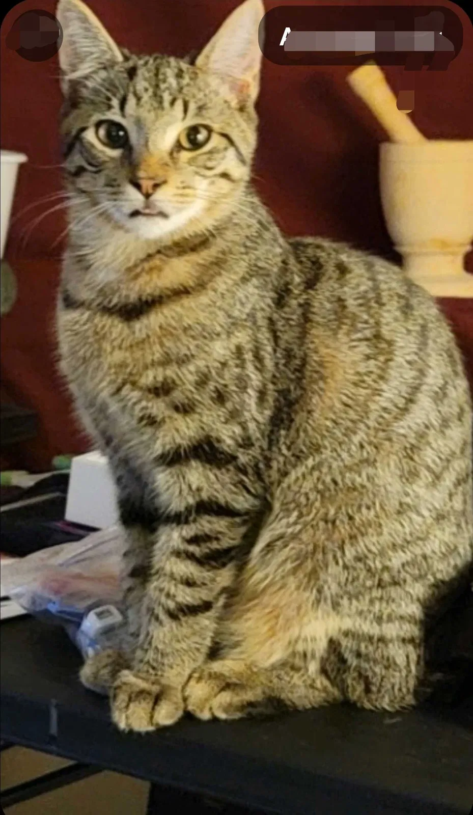 Lost cat in Lincolnton, NC, 28092