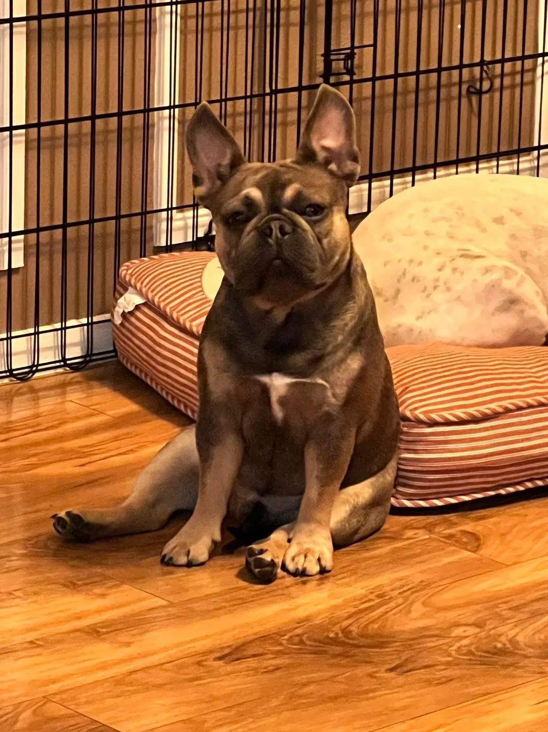 Lost dog in Grand Prairie, TX, 75052