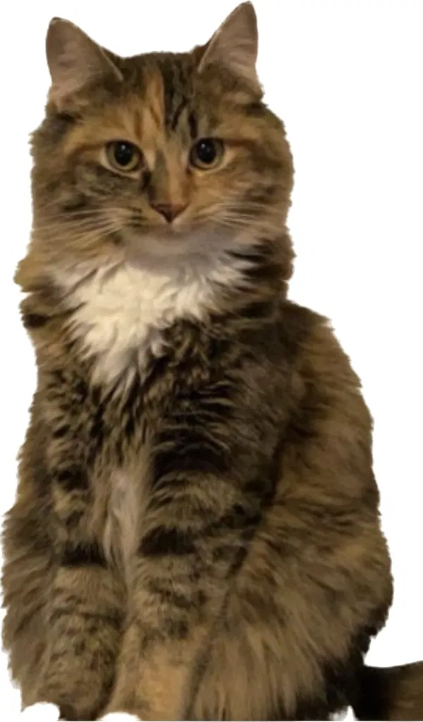 Lost cat in Cincinnati, OH, 45216