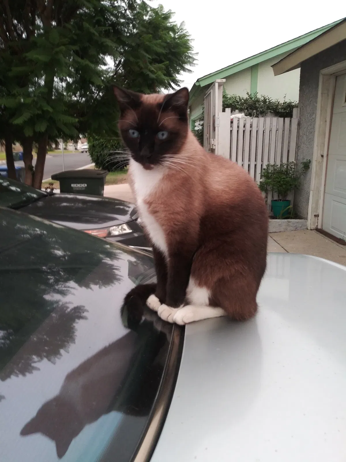 Lost cat in Oceanside, CA, 92058