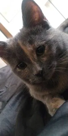 Lost cat in Albuquerque, NM, 87121
