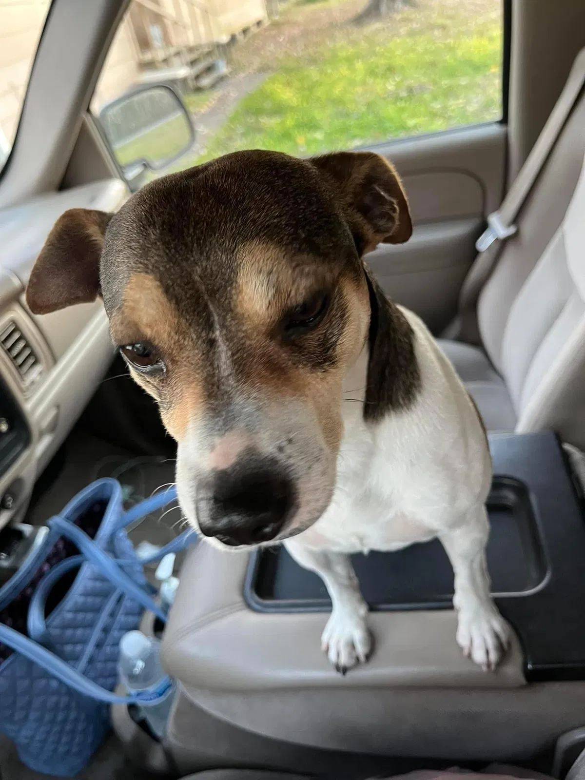 Lost dog in Santa Fe, TX, 77510
