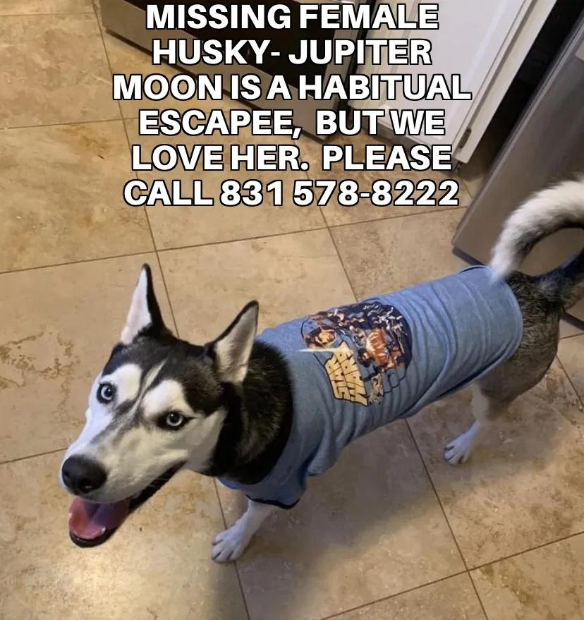 Lost dog in Salinas, CA, 93901