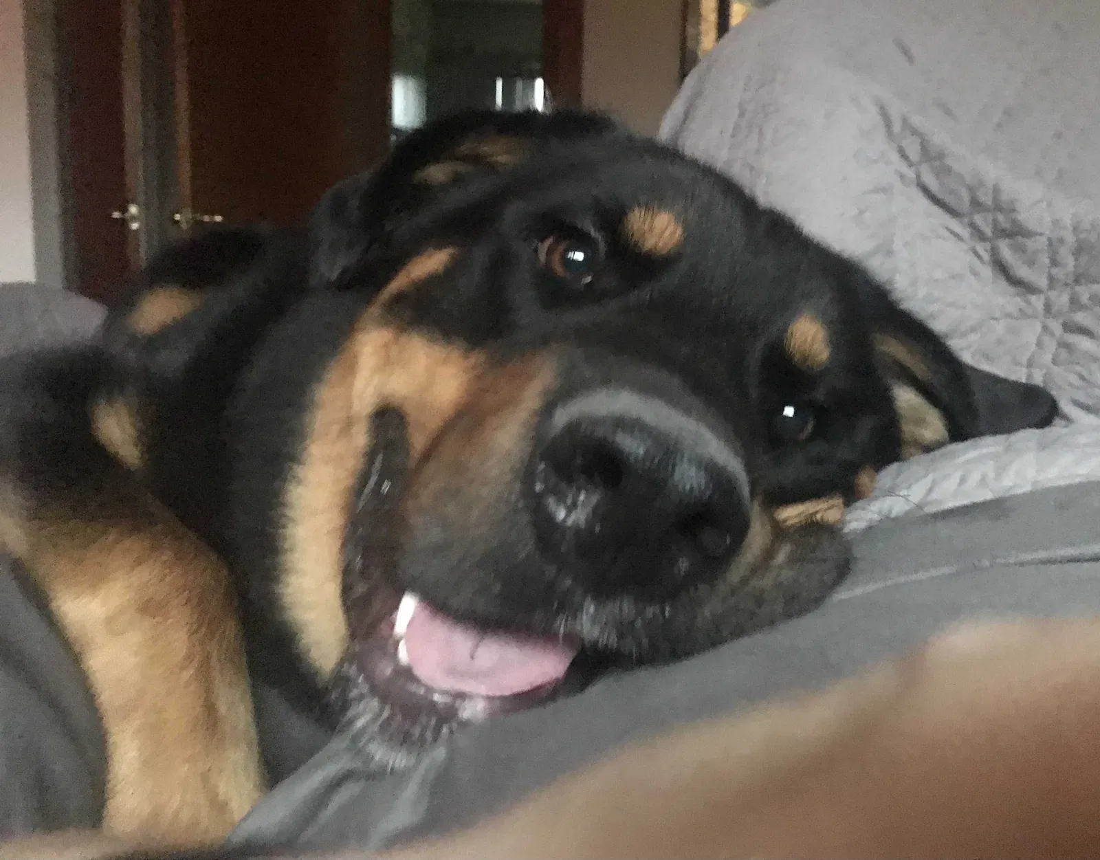 Lost dog in Delaware, OH, 43015