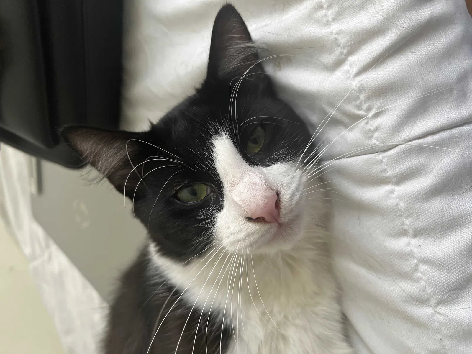 Lost cat in Norfolk, VA, 23518