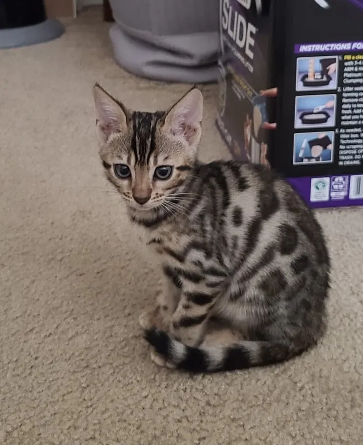 Lost cat in Elk Grove, CA, 95757