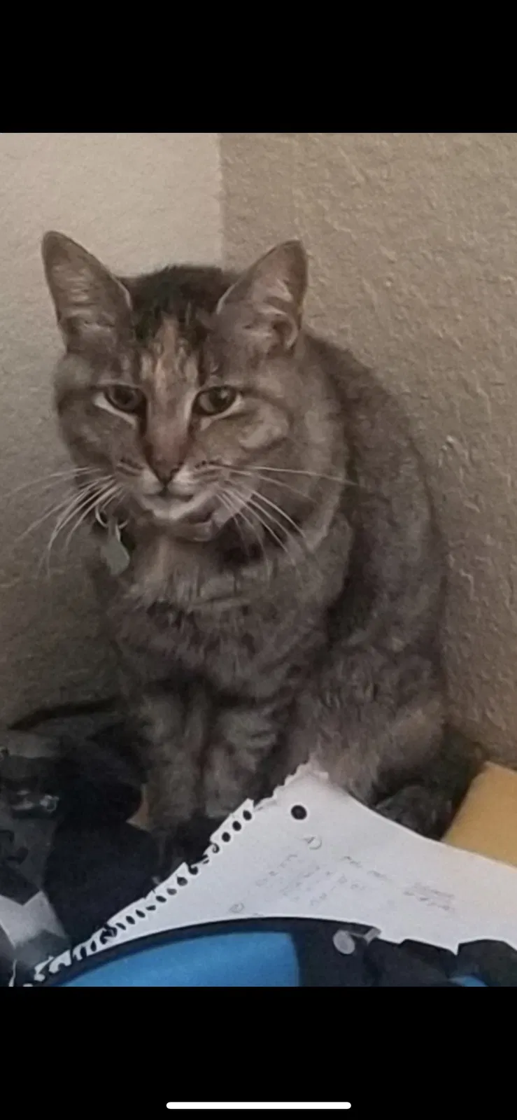 Lost cat in Oklahoma City, OK, 73110