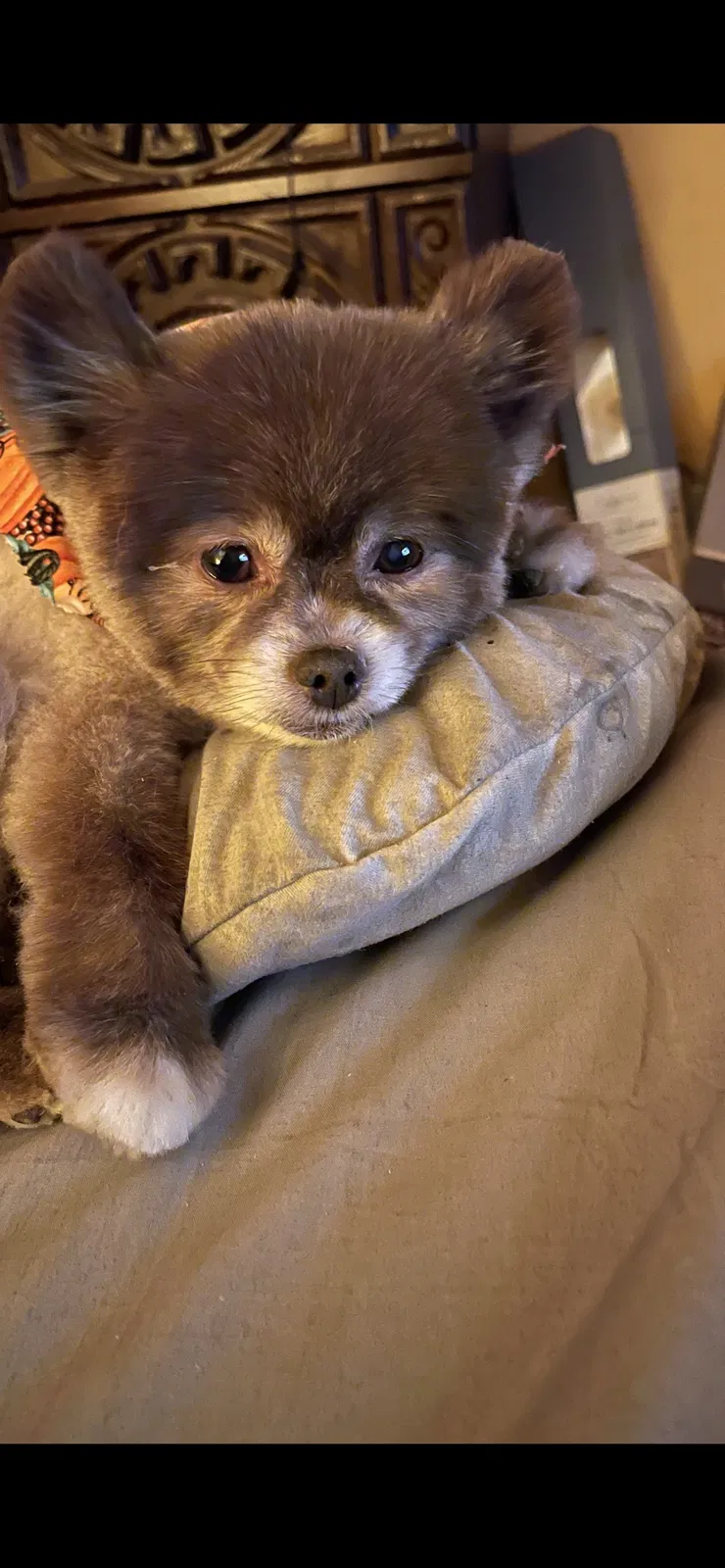 Lost dog in Hermitage, TN, 37076