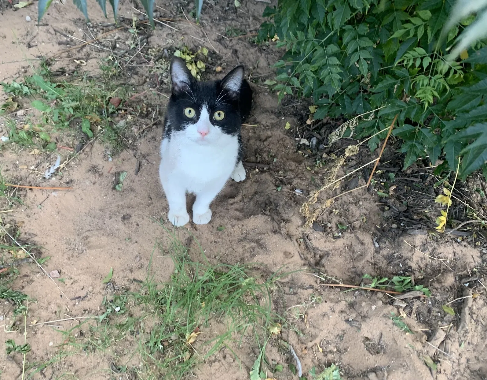 Lost cat in El Paso, TX, 79936
