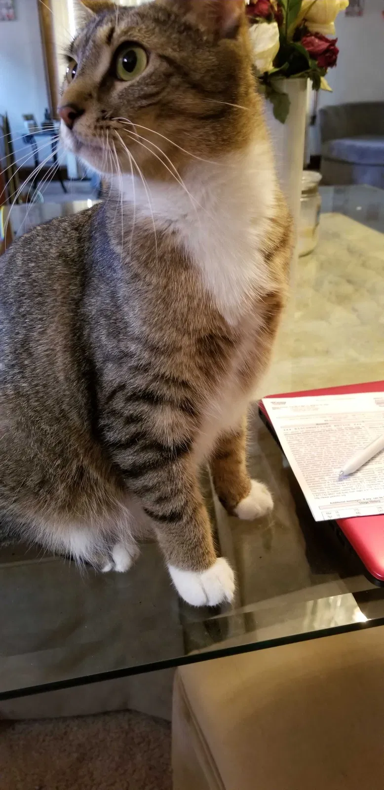Lost cat in Cleveland, OH, 44102