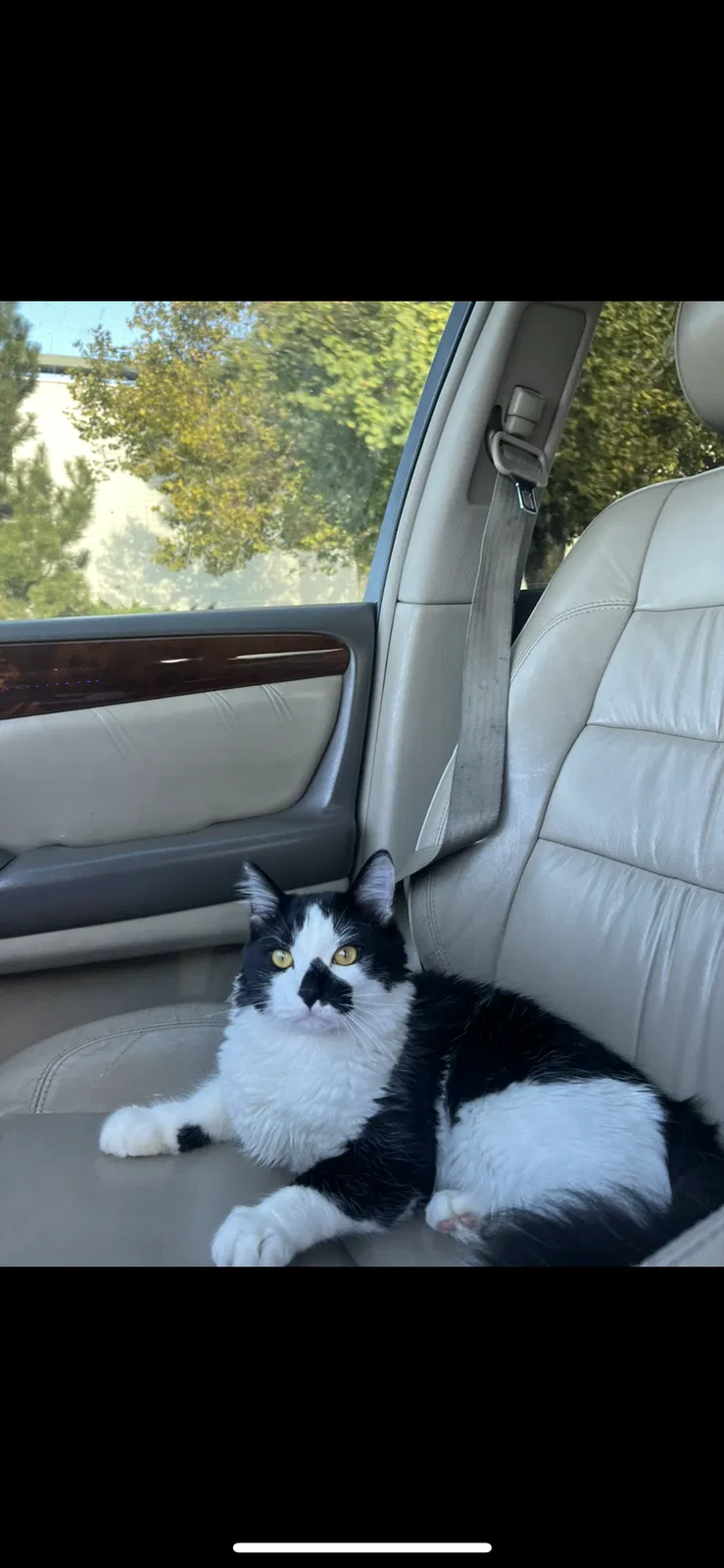Lost cat in Salt Lake City, UT, 84123