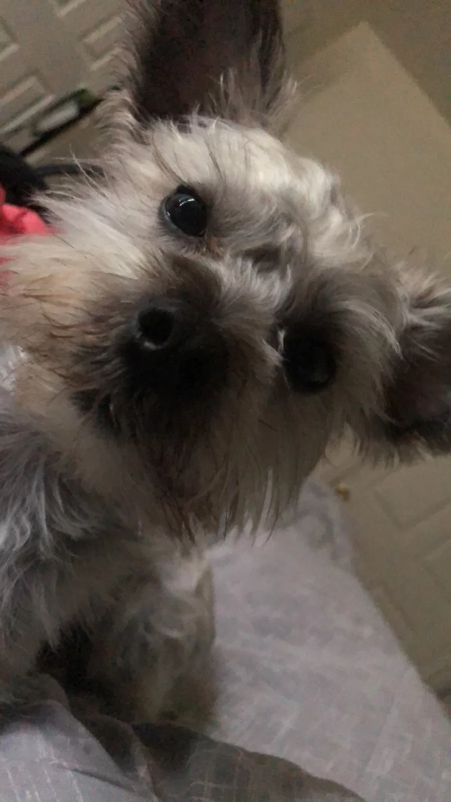 Lost dog in Tulsa, OK, 74110