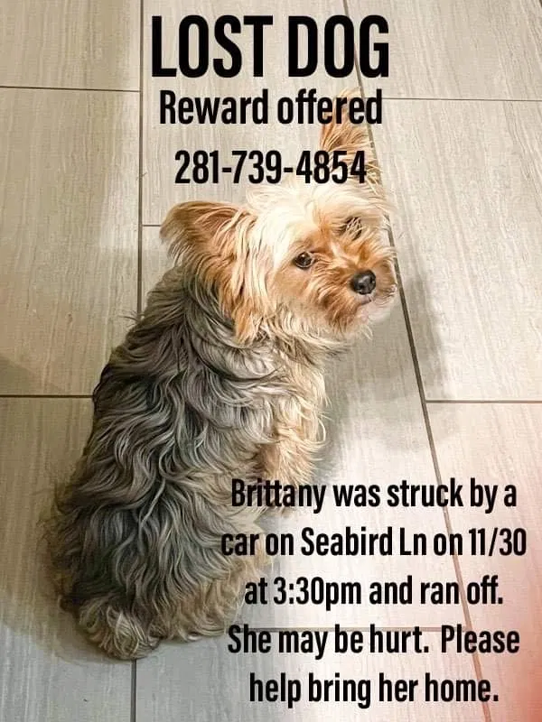 Lost dog in Baytown, TX, 77521