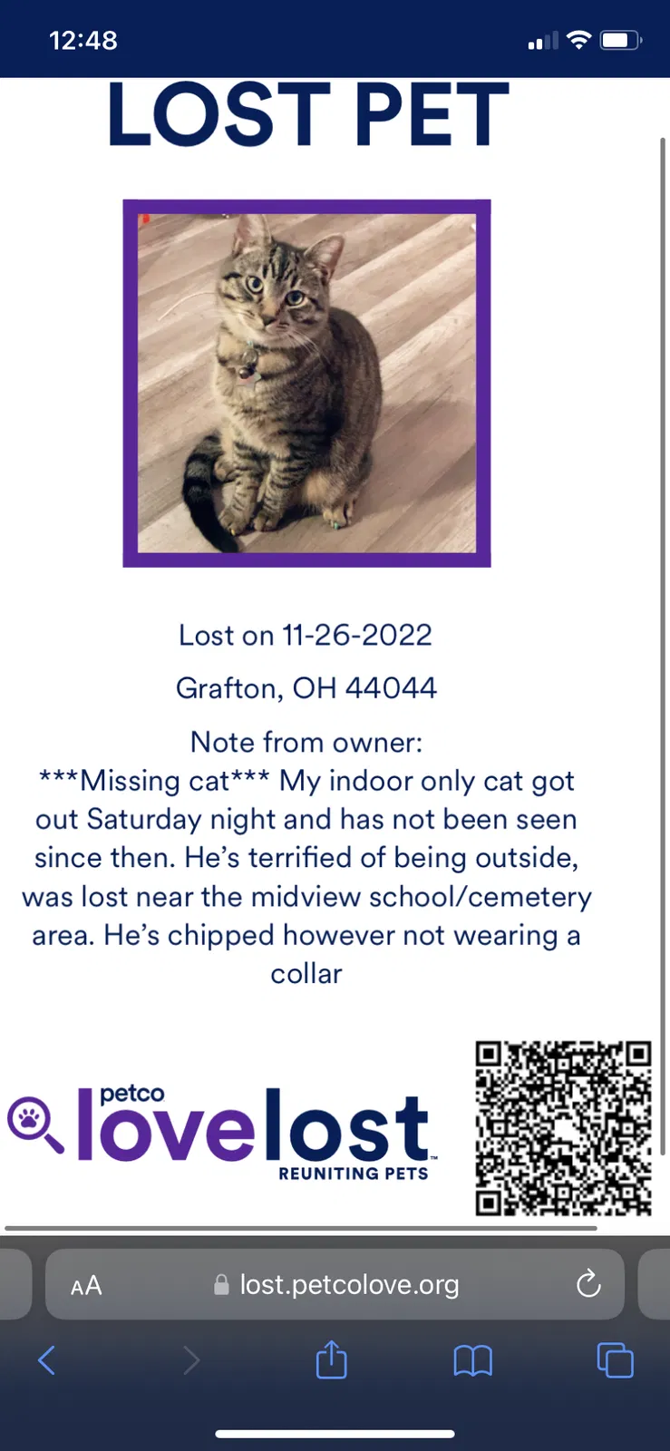 Lost cat in Grafton, OH, 44044