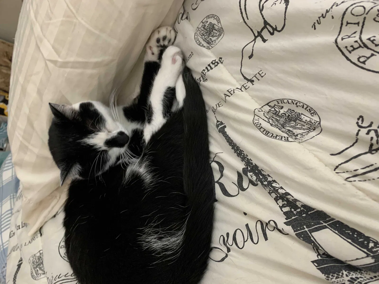 Lost cat in Indianapolis, IN, 46237