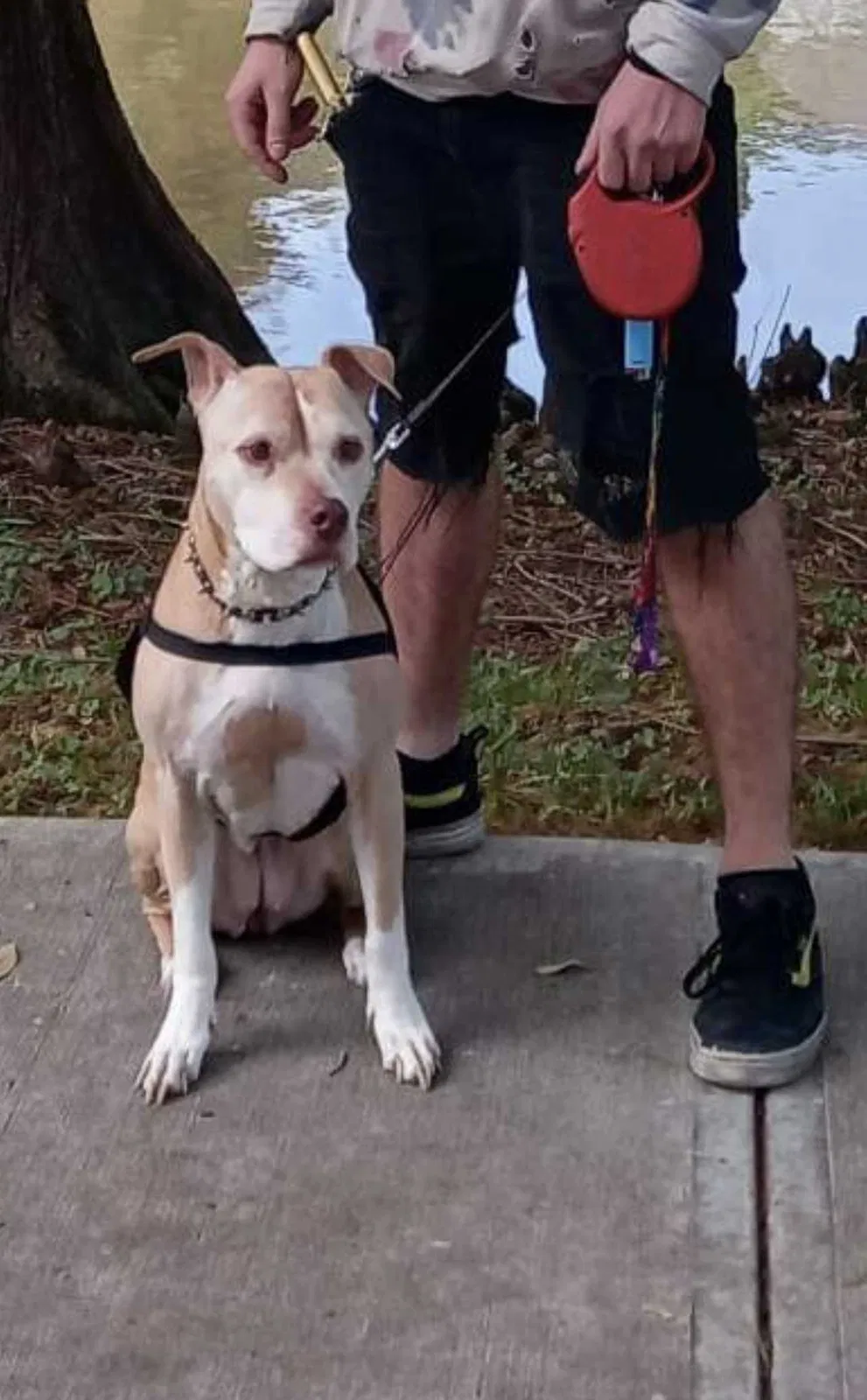 Lost dog in Houston, TX, 77086