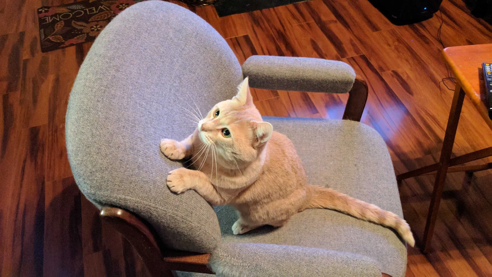 Lost cat in Laurel, MD, 20707
