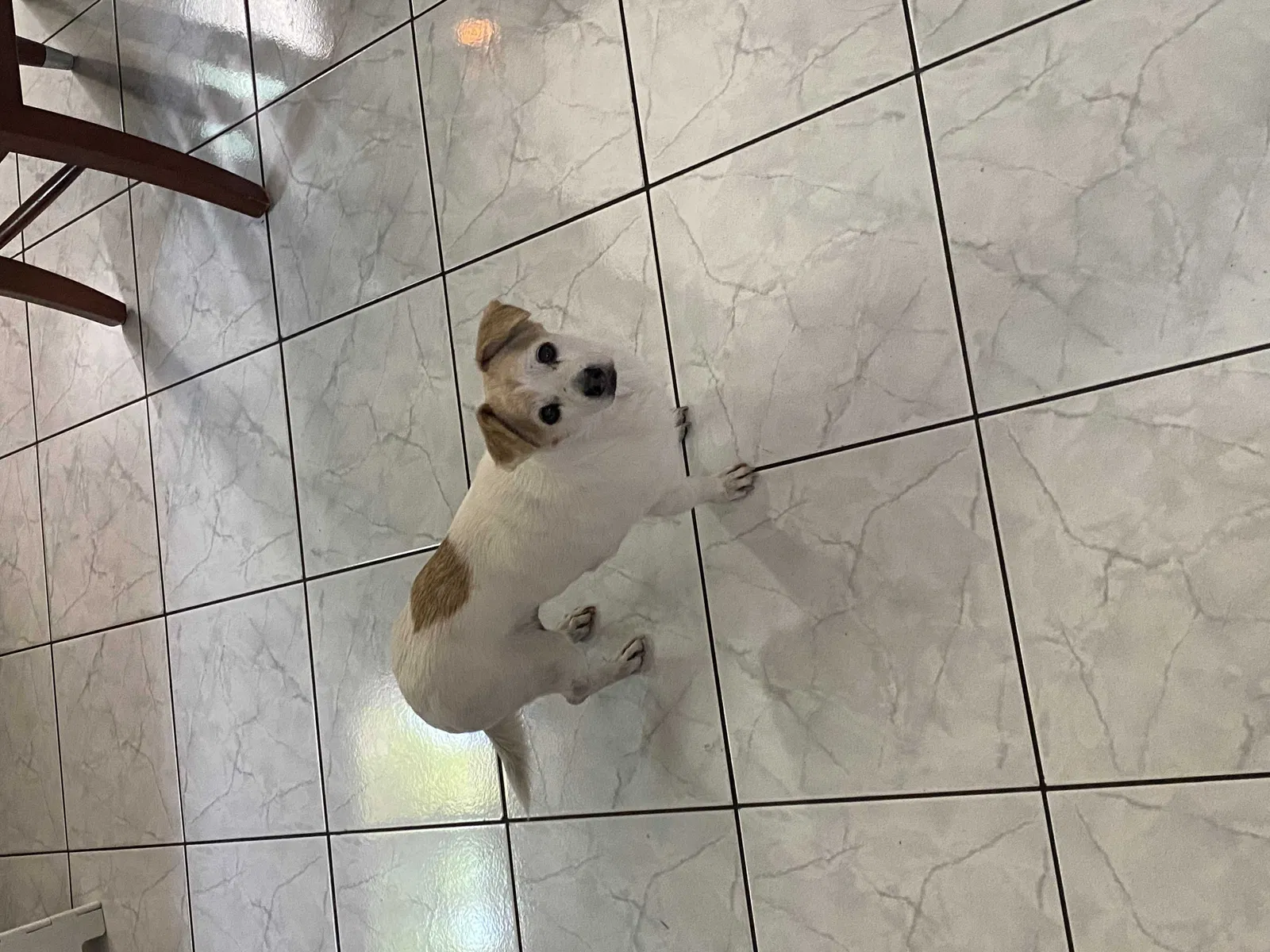 Lost dog in Long Beach, CA, 90805