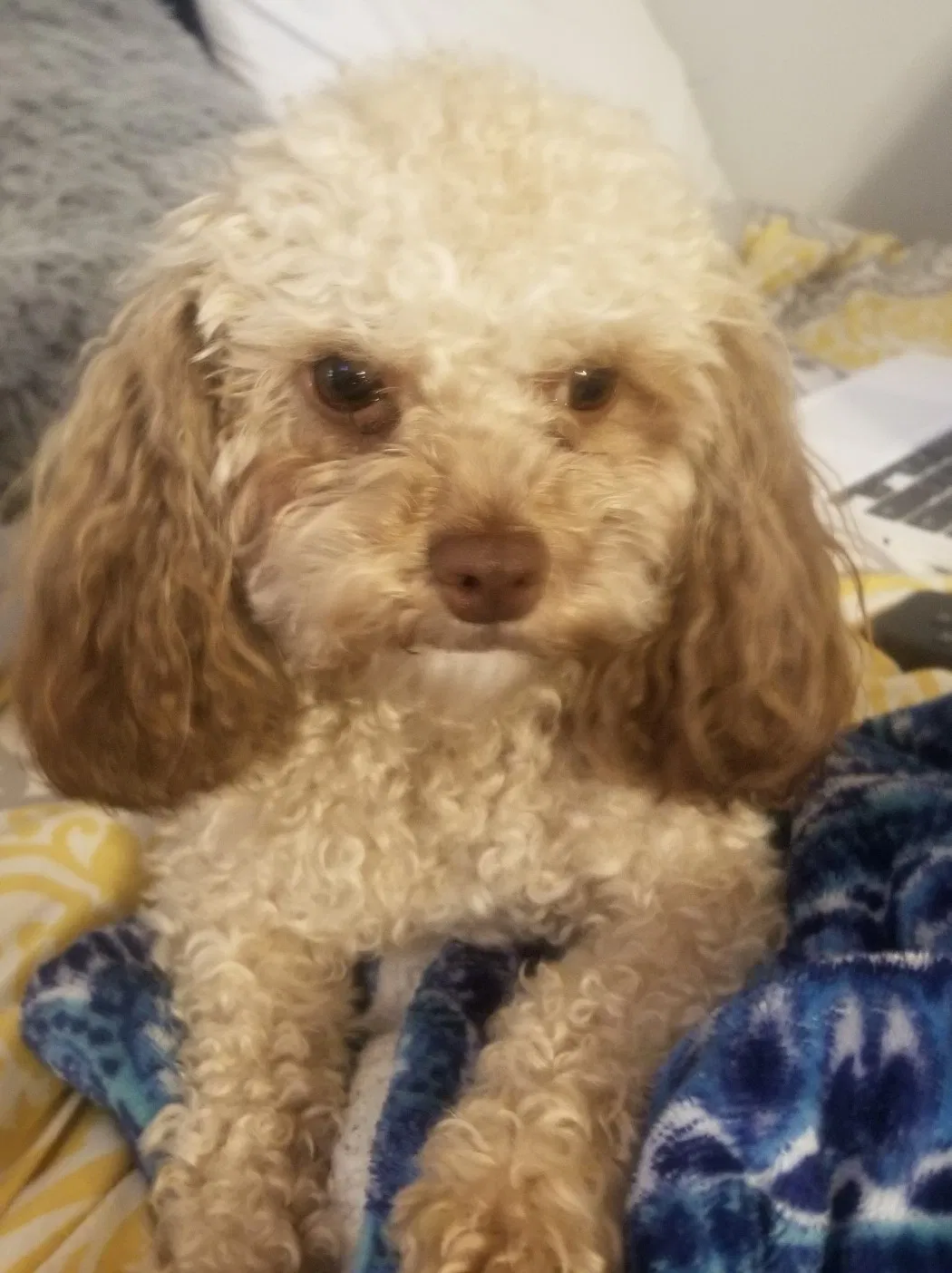 Lost dog in Lawrenceville, GA, 30045