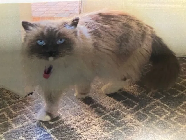 Lost cat in Las Vegas, NV, 89113