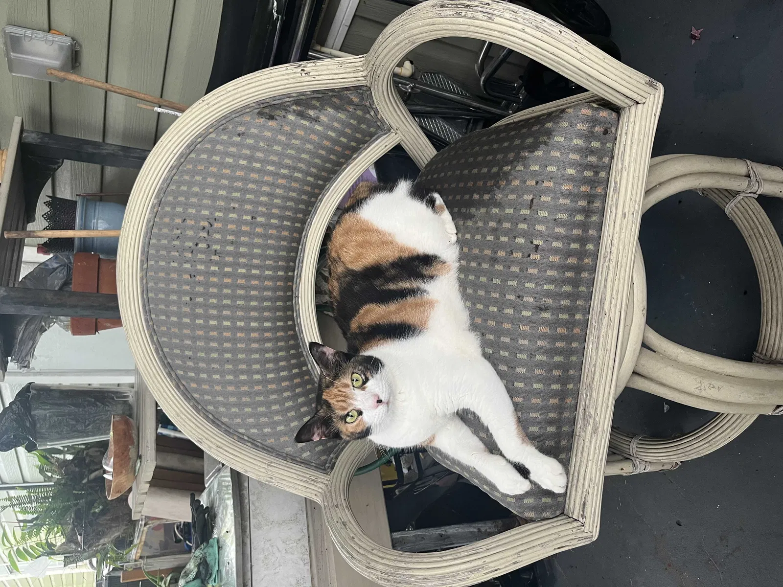 Lost cat in Clearwater, FL, 33760