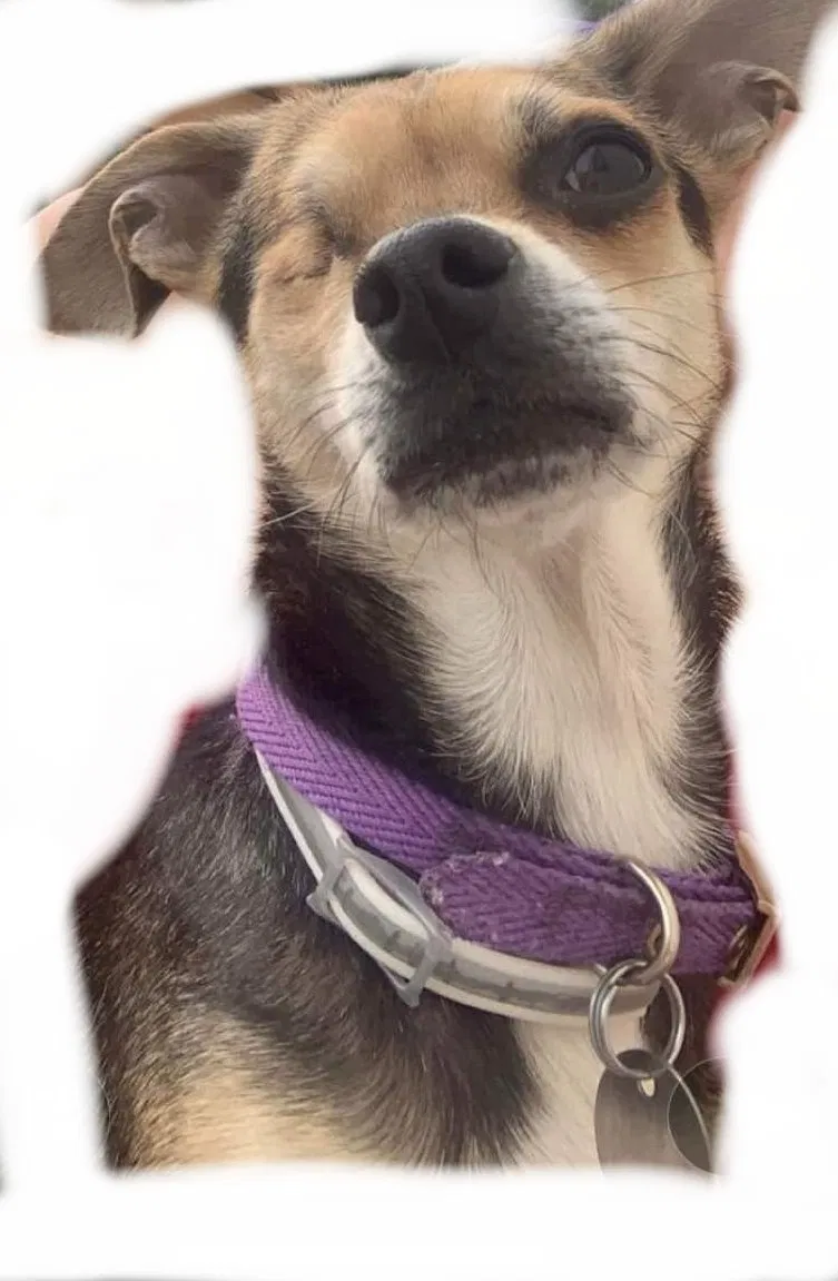 Lost dog in Reno, NV, 89508