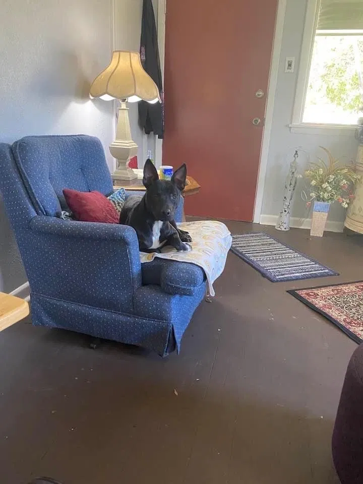 Lost dog in Hot Springs National Park, AR, 71903