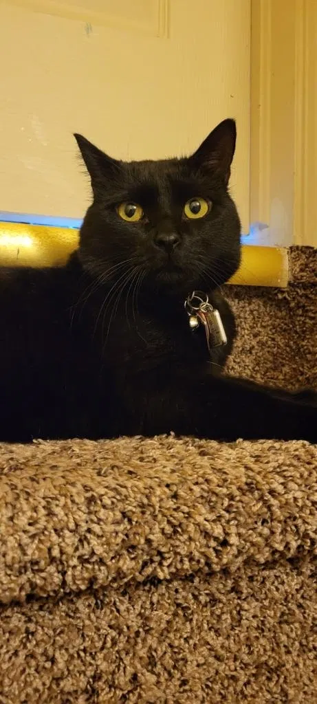 Lost cat in Fountain, CO, 80817
