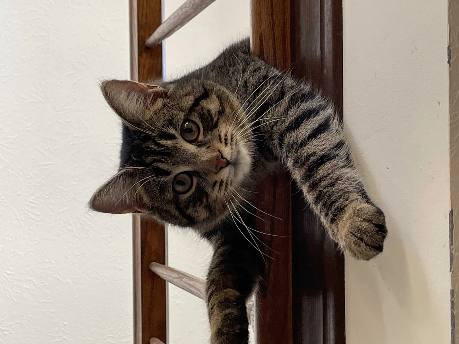 Lost cat in Spencerport, NY, 14559