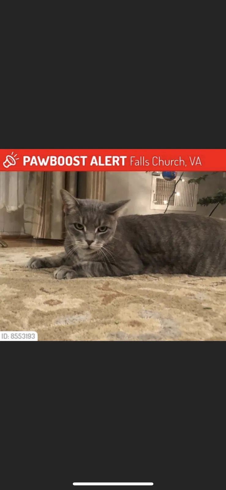 Lost cat in Falls Church, VA, 22044