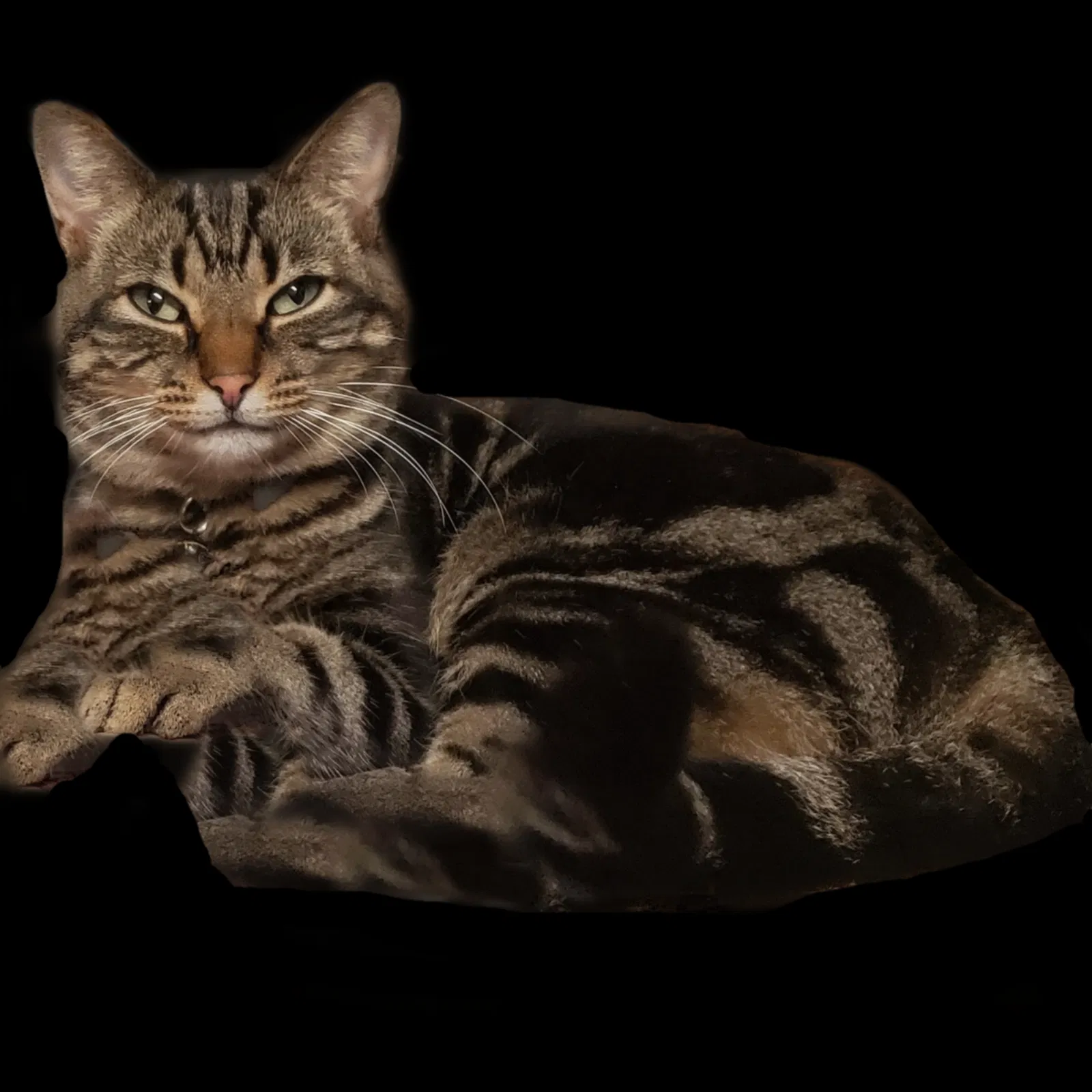 Lost cat in Hardinsburg, KY, 40143