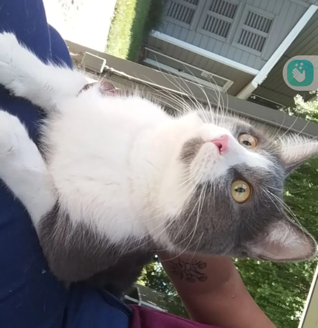 Lost cat in Santa Rosa, CA, 95409