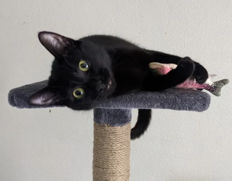 Lost cat in Riverbank, CA, 95367