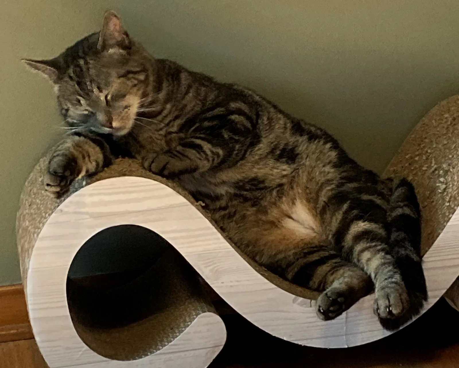 Lost cat in Florence, MS, 39073
