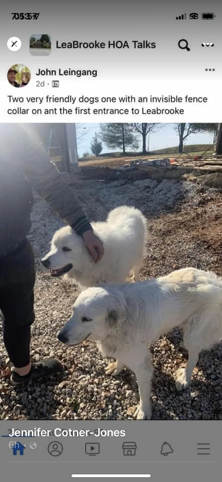 Lost dog in Rogersville, MO, 65742