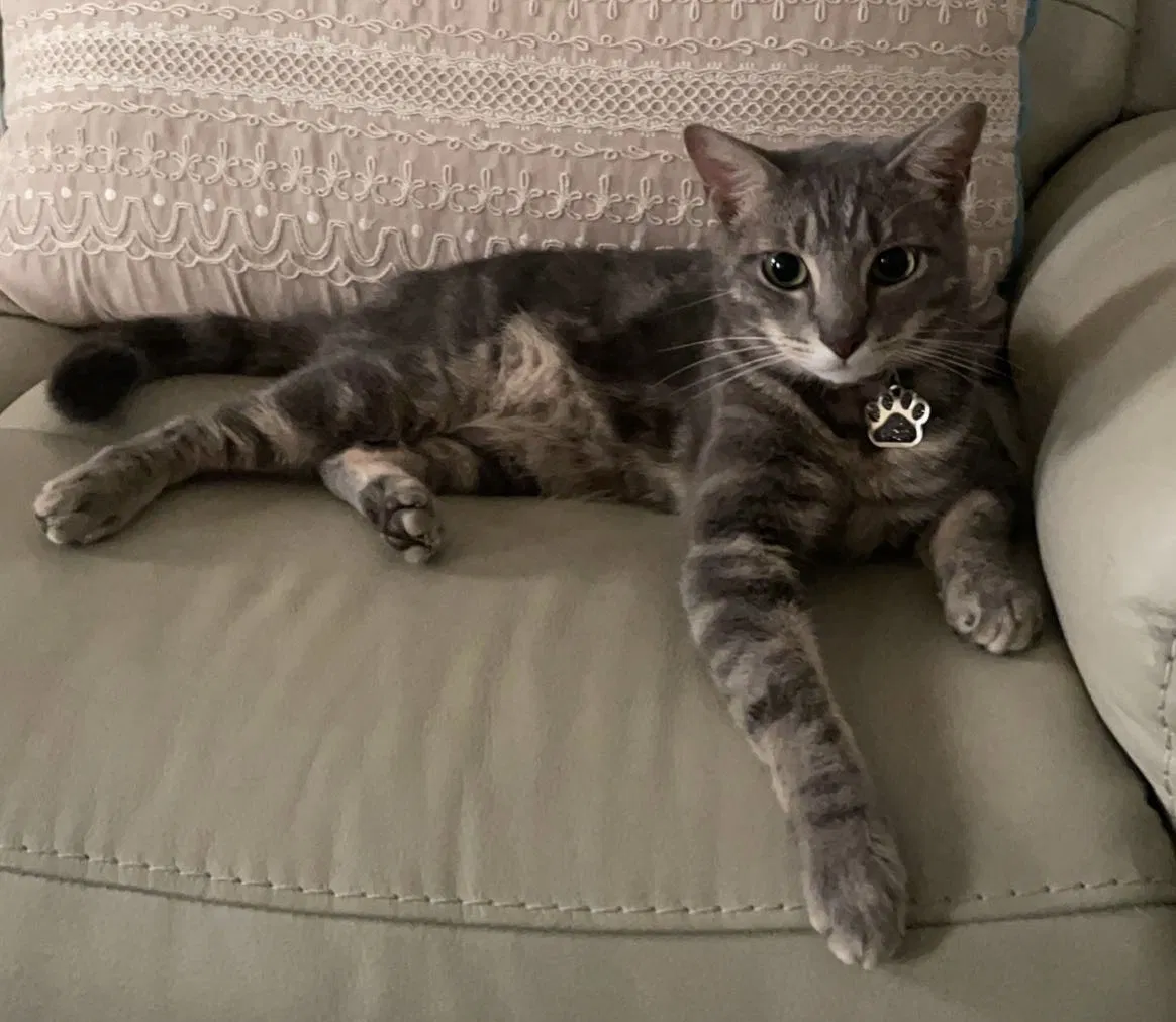 Lost cat in Kissimmee, FL, 34758