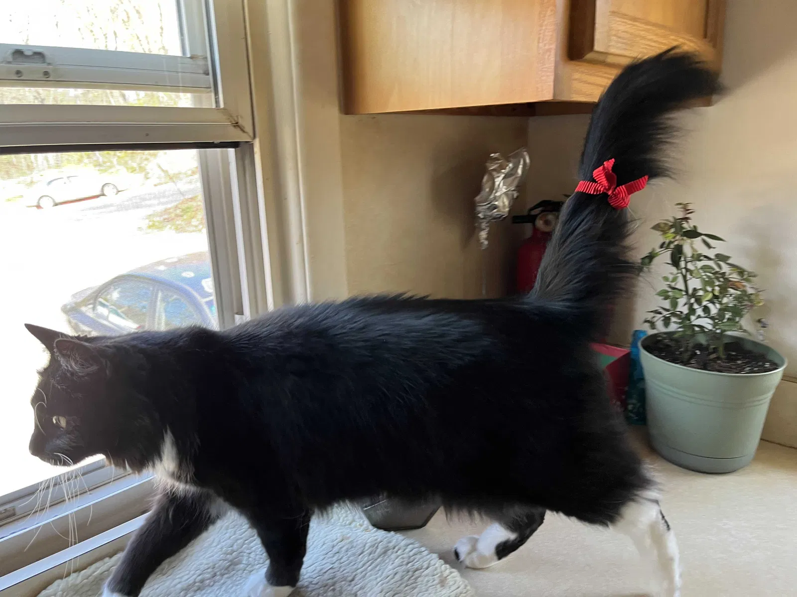 Lost cat in Seymour, CT, 6483