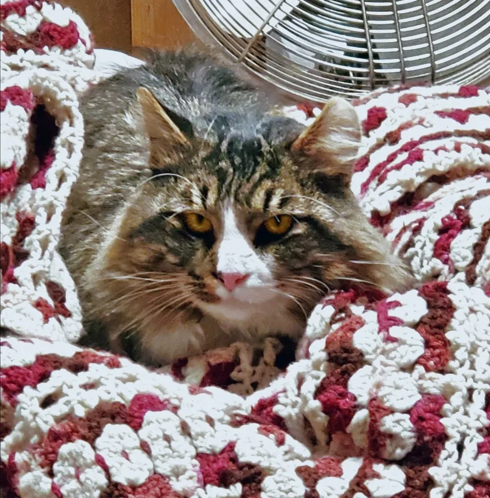 Found cat in Montrose, MN, 55363