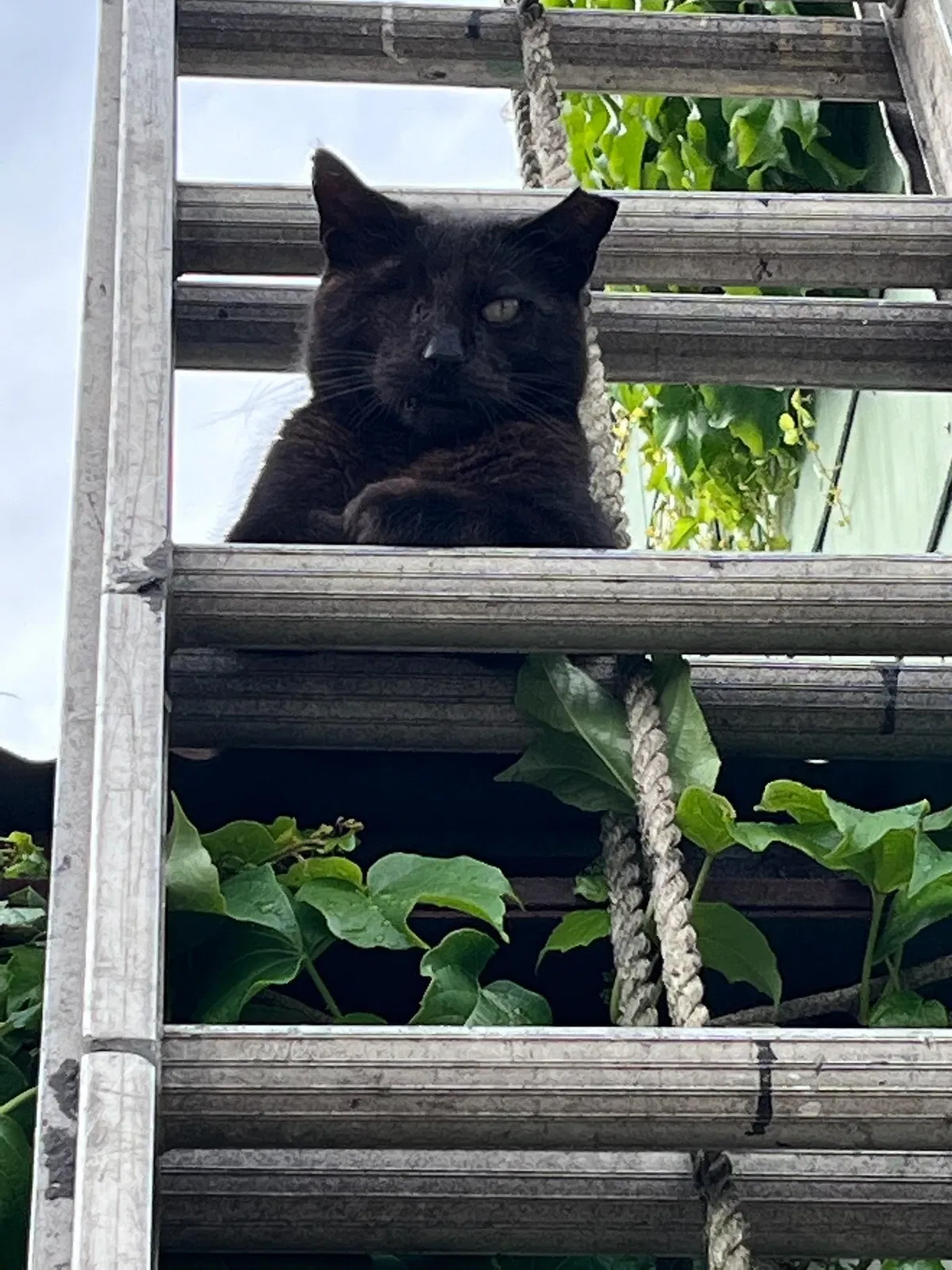 Lost cat in Bronx, NY, 10462