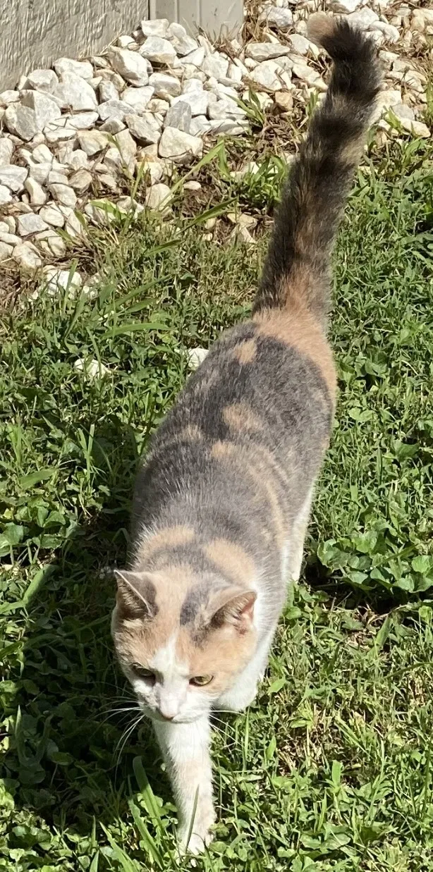 Lost cat in Louisville, KY, 40222