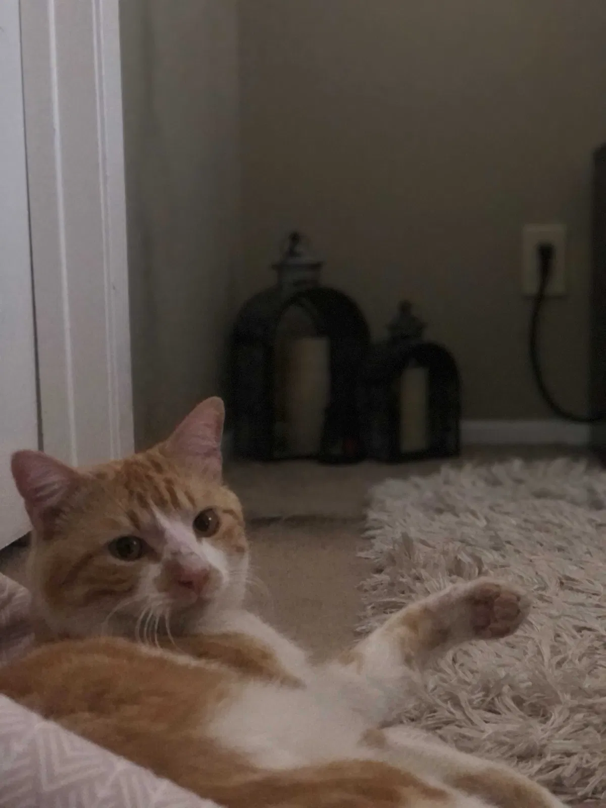Lost cat in Dallas, TX, 75243