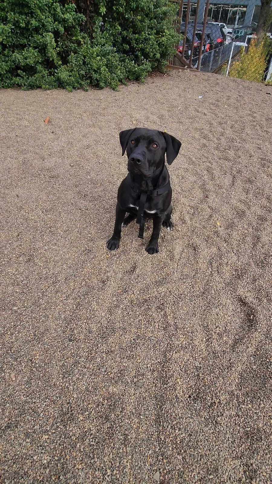 Lost dog in Portland, OR, 97209