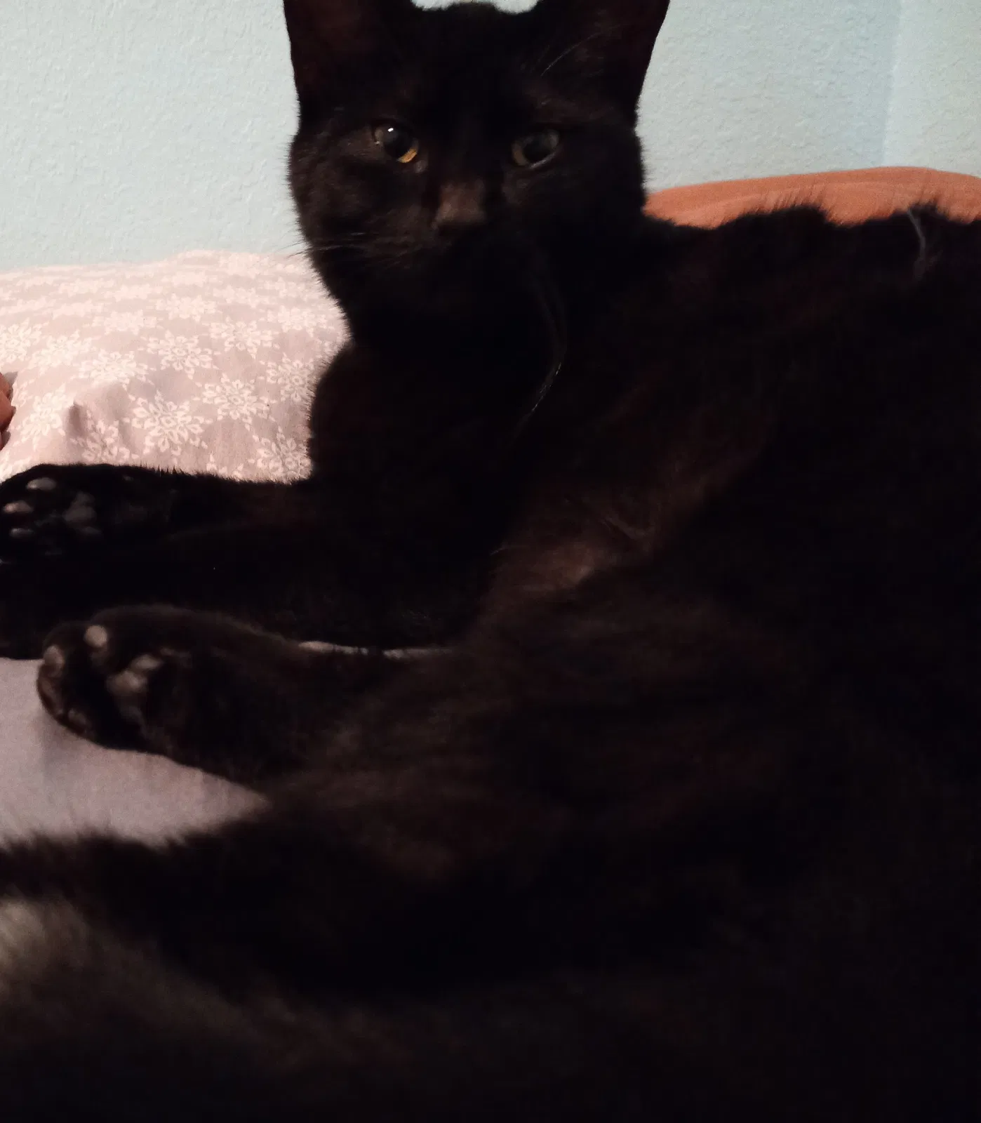 Lost cat in Pensacola, FL, 32505
