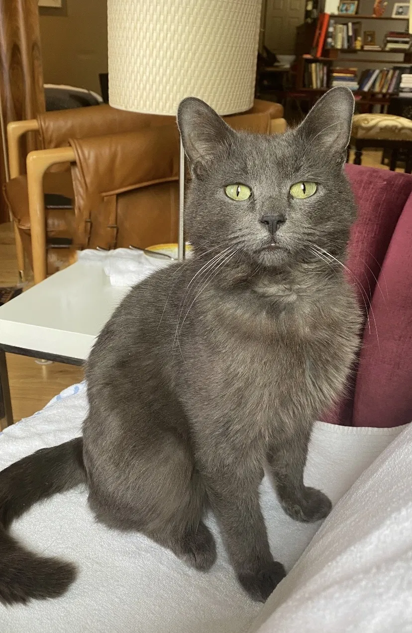 Lost cat in Chicago, IL, 60608