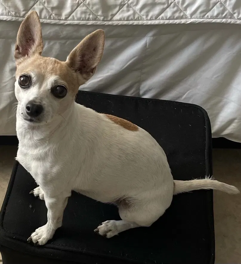 Lost dog in San Fernando, CA, 91340