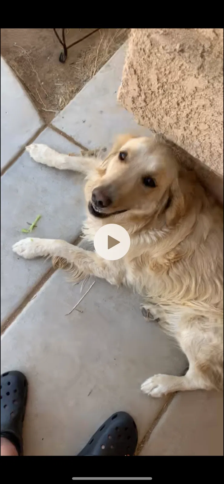 Lost dog in Apple Valley, CA, 92307