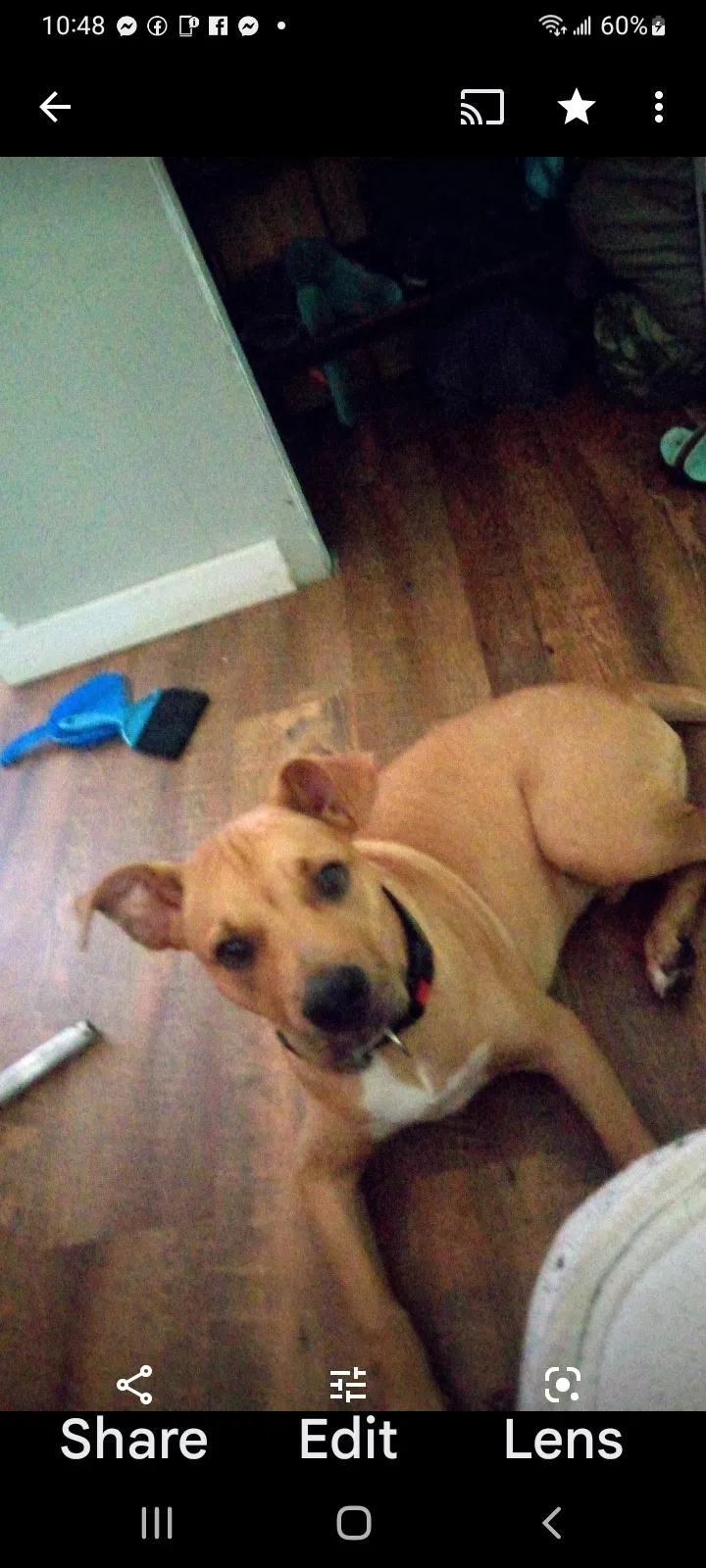 Lost dog in Athens, TN, 37303