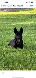 Lost dog in Lake Worth, FL, 33461