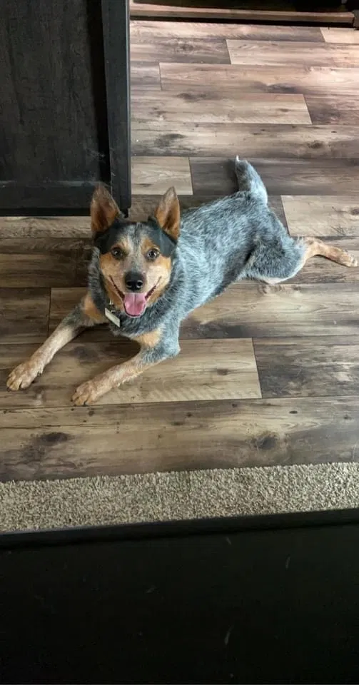 Lost dog in Royal, AR, 71968