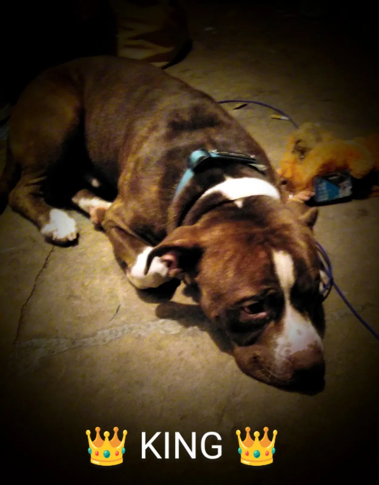 Lost dog in Greenville, SC, 29611